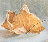 Leaves by Maria Boczewska, Colour lithograph, sold Sep 2026