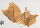 The Orange Bougainvillea Flower by Phaneendra Nath Chaturvedi, 2022, Watercolour and pencil on paper, sold Jul 2025