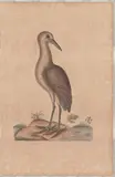 Untitled by Mark Catesby, engraving from The Natural History of Carolina, sold Mar 2026