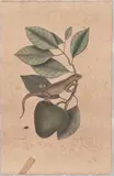 The Guana by Mark Catesby, engraving on toned paper depicts a lizard, sold Mar 2026