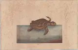 Untitled by Mark Catesby, engraving titled The Logger-Head Turtle, sold Mar 2026