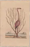 1679-1749) Hand-Colored Engraving by The Flamingo, This hand-colored engraving with watercolor and gouache is b, sold Mar 2026