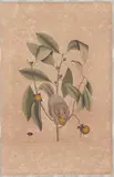 Untitled by Mark Catesby, engraving from The Natural History of Carolina, sold Mar 2026