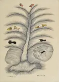 Chhindi ka Jhad Pakshi by Jangarh Singh Shyam, 1992, Ink on paper, sold May 2024