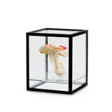 Doppelpilzvitrine (Einfach) by Carsten Höller, 2009/2010, Réplique de champignon (polyuréthane, peinture acrylique), vitrine (structure en acier, verre), sold Jun 2026