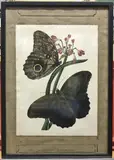 Untitled by Edward Donovan, watercolour and gouache, offered Mar 2020