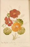 Still life by Oskar Bergman, Watercolour, sold Sep 2026