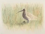 Curlew with chick by Lars Jonsson, Colour lithograph, sold Sep 2026