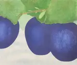 Fruits by Nils Artur Nilsson, Colour lithograph signed Nils Artur, sold Aug 2026