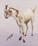 Untitled (Goat) by Manjit Bawa, Oil on canvas, sold Sep 2024