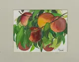 Peaches by Vivyan Seward, watercolor, sold Dec 2025