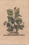 Untitled by Mark Catesby, engraving from The Natural History of Carolina, sold Apr 2026