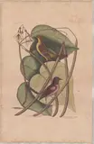 1679-1749), Hand colored engraving by The Bafterd Baltimore Bird, This hand-colored etching and engraving on paper is by Mark, sold Apr 2026