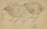 Untitled (Birds) by Nandalal Bose, Ink on card, sold Mar 2025