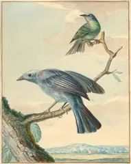 Oiseaux branchés by Aert Schouman, Aquarelle gouachée sur trait de crayon, sold Feb 2025