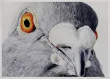 Pigeon Portrait by Adele Renault, 2019, Digital print on paper, sold Dec 2022