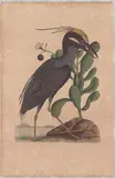 Untitled by Mark Catesby, engraving from Natural History of Carolina, sold Apr 2026