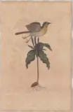 1679-1749) Hand-Colored Engraving by Oenanthe Americana, This hand-colored copperplate engraving with watercolor and, sold Apr 2026