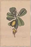 1679-1749) Hand-Colored Engraving by The Bahama Titmouse, This hand-colored engraving with watercolor and bodycolor is, sold Apr 2026