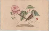 Untitled by Mark Catesby, engraving on toned paper titled The Mockingbird, sold Apr 2026