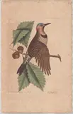 1679-1749) Hand-Colored Engraving by The Golden Winged Woodpecker, This hand-colored etching with color washes on laid paper, sold Apr 2026