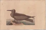 1679-1749) Hand-Colored Engraving by The Noddy, This hand-colored engraving with watercolor washes is by Mar, sold Apr 2026