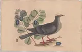 1679-1749) Hand-Colored Engraving by The White Crown Pigeon, Hand-colored etching titled The White Crown Pigeon and the C, sold Apr 2026