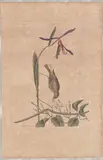 1679-1749) Hand-Colored Engraving by The Yellow-rump, This hand-colored engraving with watercolor is by Mark Cates, sold Apr 2026