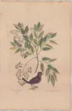 Untitled by Mark Catesby, engraving, sold Apr 2026