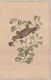 1679-1749), Hand-Colored Engraving by Morinellus Marinus, This hand-colored engraving with watercolor and gouache is b, sold Apr 2026