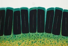 Untitled by Sohan Qadri, Ink and dye on paper, offered Dec 2022