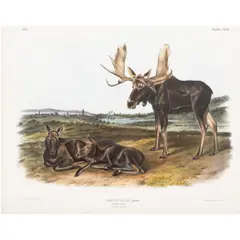 T) by John James Audubon, 1846, aquatint engraving with hand-coloring, sold Feb 2026