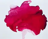 In the Shadow of a Rose (For Sonu 1974-2021) by Aditi Singh, 2020, Ink on Yupo paper, sold May 2021