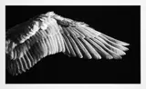 Untitled (Angel's Wing) by Robert Longo, 2016, Archival pigment print; signed, dated and numbered, sold May 2025
