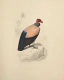 Le vautour royal by Édouard Traviès, Gouache sur traits de crayon, sold Sep 2025