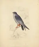 Faucon kobez mâle branché by Édouard Traviès, Gouache sur traits de crayon, sold Sep 2025