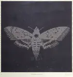 Process (Hawkmoth) by Baiju Parthan, 2007, 3D geometry array print on archival paper, sold Jan 2019