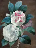 Branches de camélias by Pierre-Joseph Redouté, Aquarelle et gouache sur traits de crayon sur vélin, sold Nov 2025