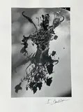 Fleurs by Édouard Boubat, Tirage photographique en noir et blanc, offered Nov 2025