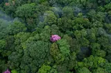 Ébène rose sur la montagne de Kaw, Guyane (4°30’ N – 52° 00’ O) by Yann Arthus-Bertrand, 2006, Tirage numérique sur papier Museo Silver Rag, sold Jun 2025