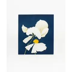 Matilya Poppy (plate 2)" from the portfolio - Poppies and Peony by Beth Van Hoesen, 1976, aquatint, sold Mar 2026