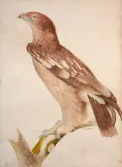 L'aigle criard (jeune) by Jacques Barraband, Aquarelle sur trait de crayon, sold Mar 2024