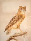 Le hibou ascalaphe ou d'Egypte by Jacques Barraband, Aquarelle et rehauts de gouache sur trait de crayon, sold Mar 2024