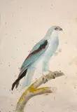 L'élanoide blanc by Jacques Barraband, Aquarelle sur trait de crayon, sold Mar 2024