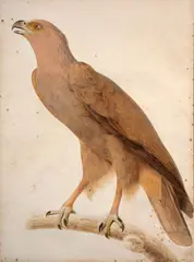 L'aigle criard (adulte) by Jacques Barraband, Aquarelle et rehauts de gouache sur trait de crayon, sold Mar 2024