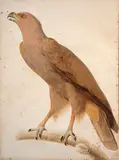 L'aigle criard (adulte) by Jacques Barraband, Aquarelle et rehauts de gouache sur trait de crayon, sold Mar 2024