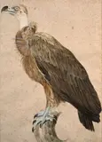 Le vautour brun by Jacques Barraband, Aquarelle gouachée sur trait de crayon, découpé sur le pourtour et collé sur une autre feuille, sold Mar 2024