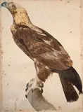 L'aigle de Thèbes by Jacques Barraband, Aquarelle gouachée sur trait de crayon, sold Mar 2024