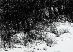 Untitled by Paramjit Singh, Charcoal crayon on paper, sold Dec 2014