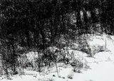 Untitled by Paramjit Singh, Charcoal crayon on paper, sold Dec 2014